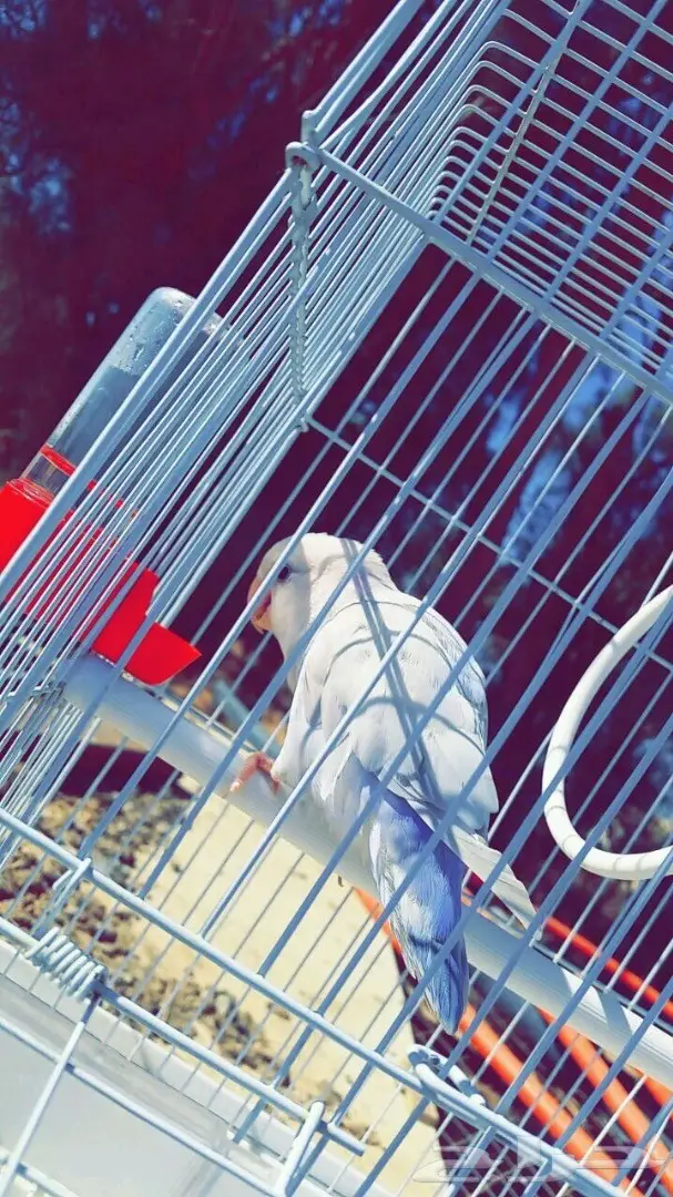 روز انثى اليف  (image 2)