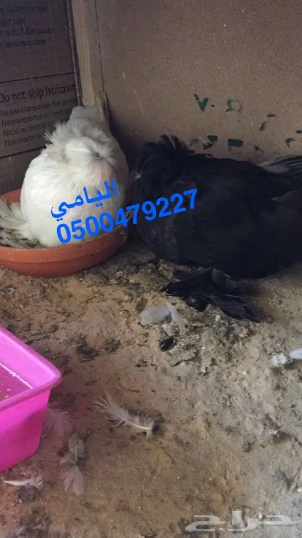 زوج بخاره انتاجه بولهد 