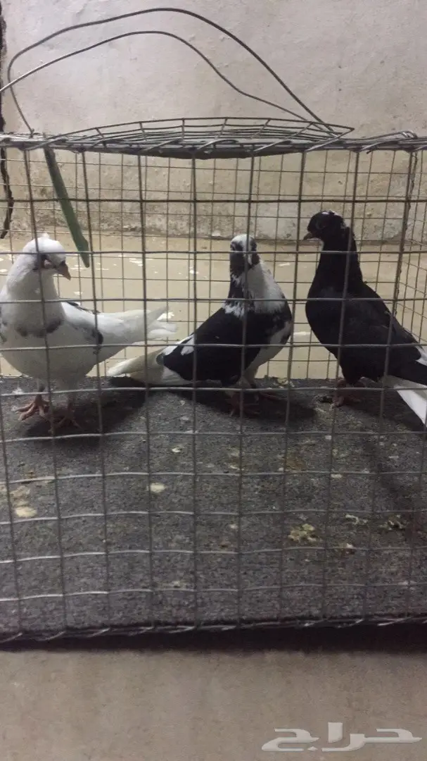 قطايف مناقير صغيره  (image 1)