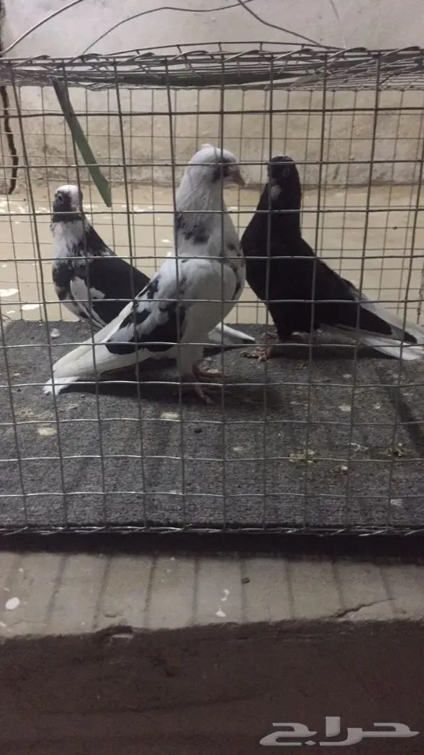 قطايف مناقير صغيره  (image 4)