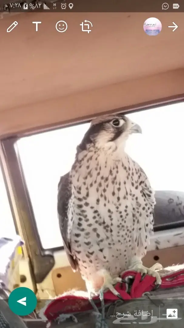 صقر  وكري  للبيع تبوك (image 2)