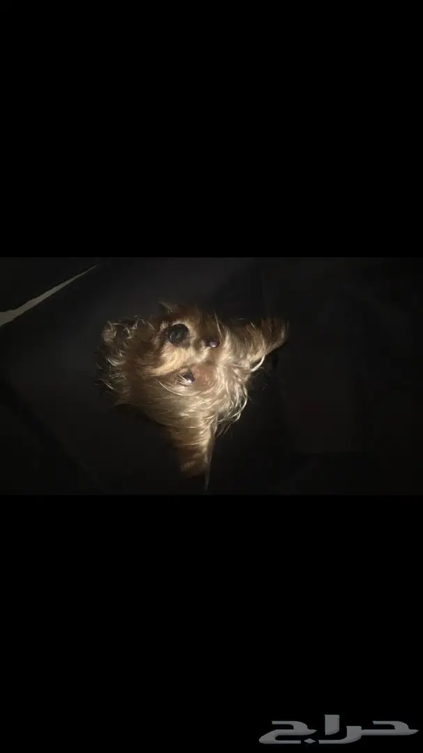 يورك شاير ذكر للبيع (image 2)