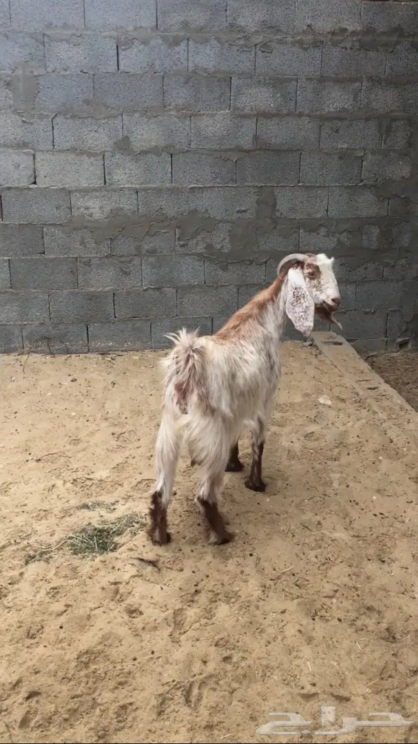 معزا طيبه للبيع