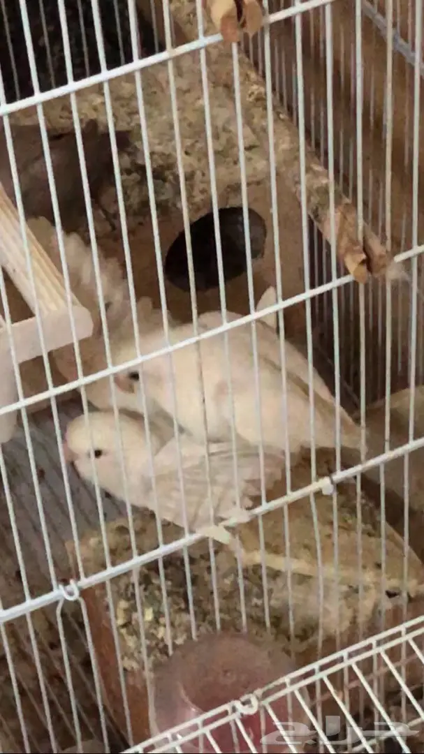 للبيع طيور روز (image 1)