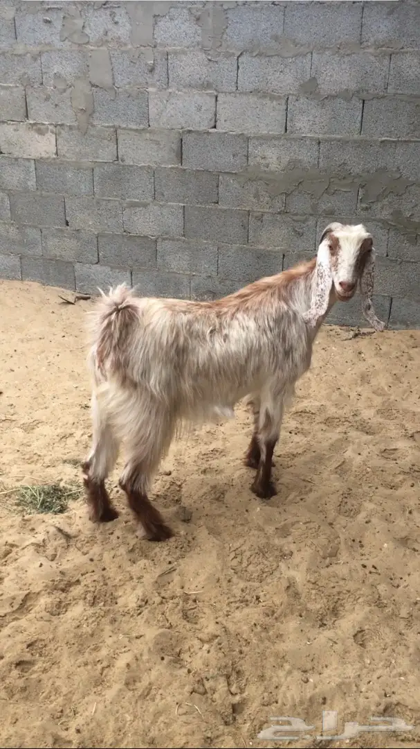 معزا طيبه للبيع (image 1)