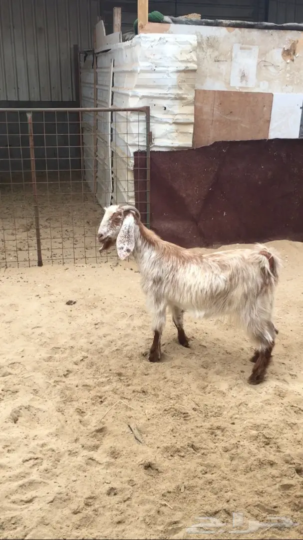 معزا طيبه للبيع (image 2)