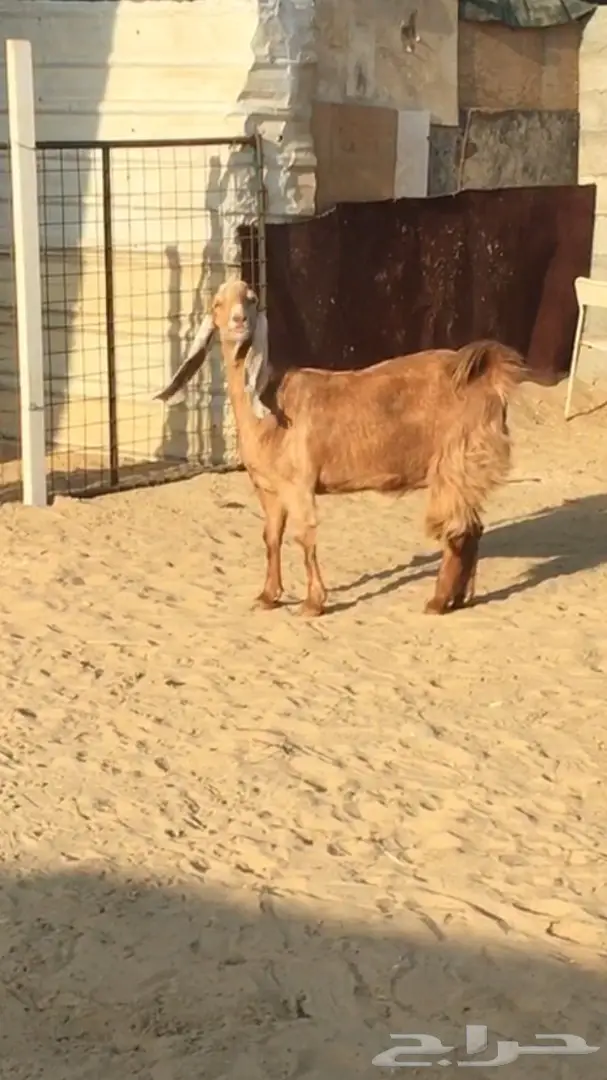 معزا طيبه للبيع (image 3)