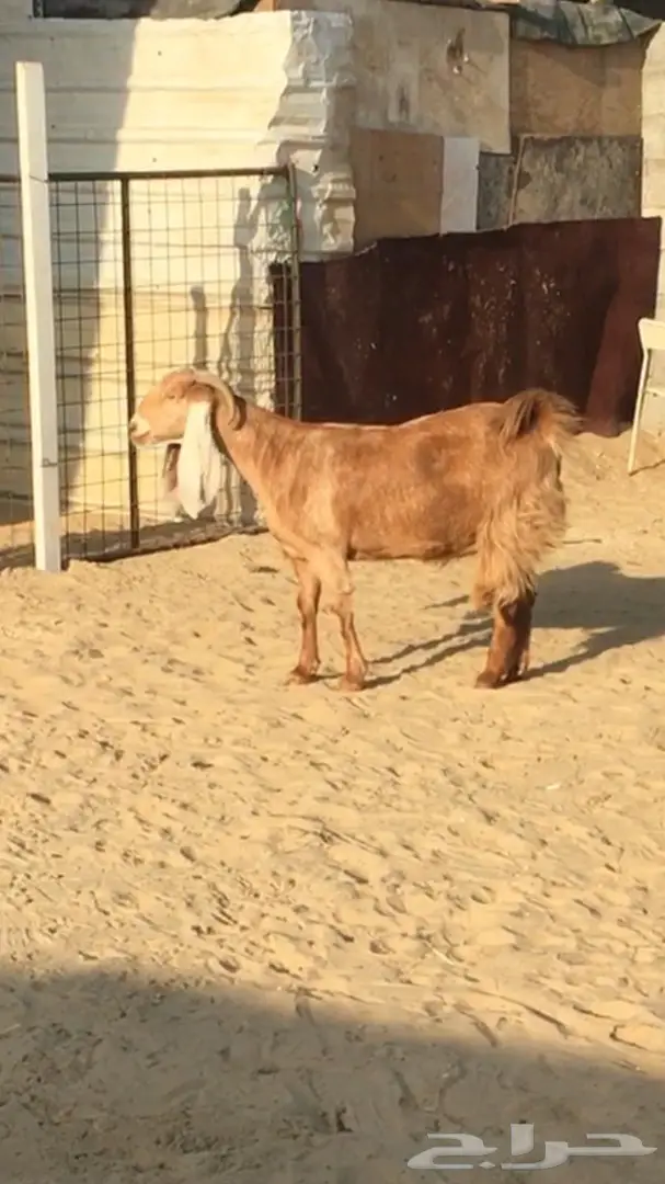 معزا طيبه للبيع (image 4)