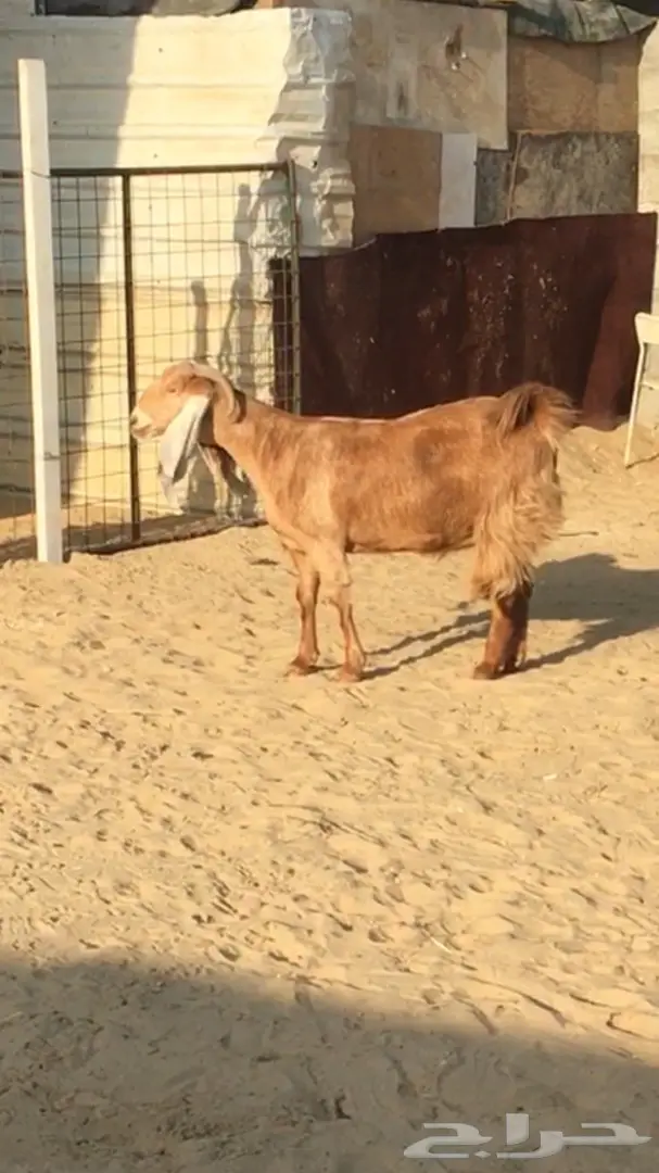 معزا طيبه للبيع (image 5)