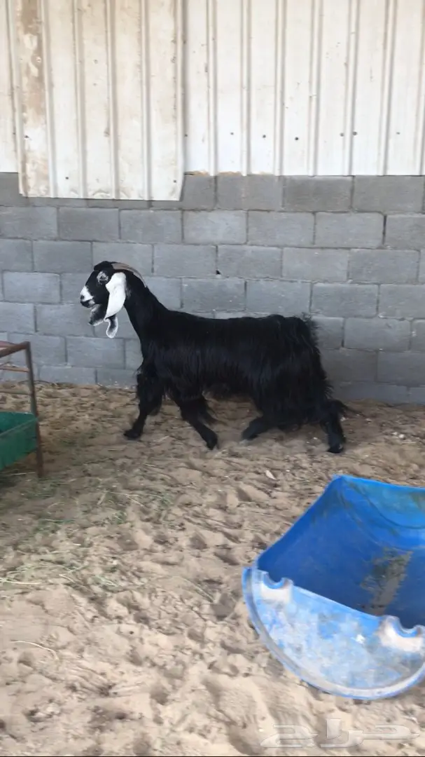 معزا طيبه للبيع (image 6)