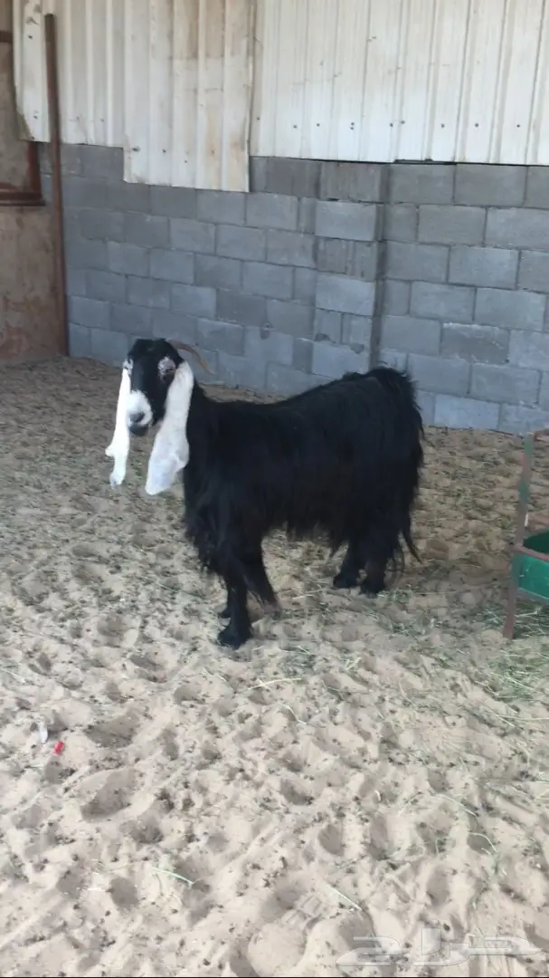 معزا طيبه للبيع (image 7)