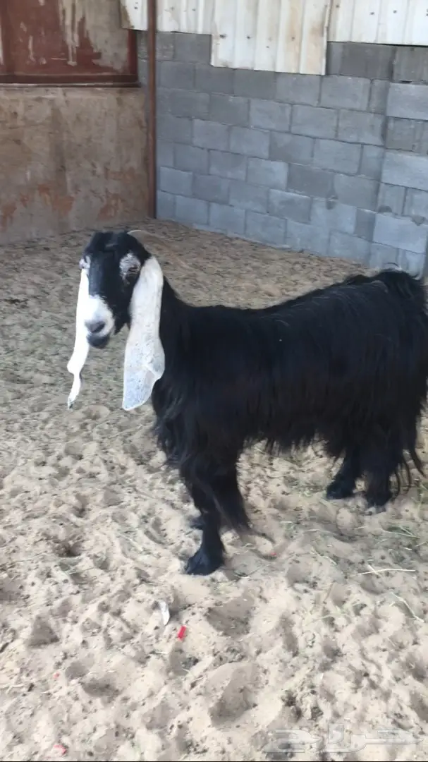 معزا طيبه للبيع (image 8)