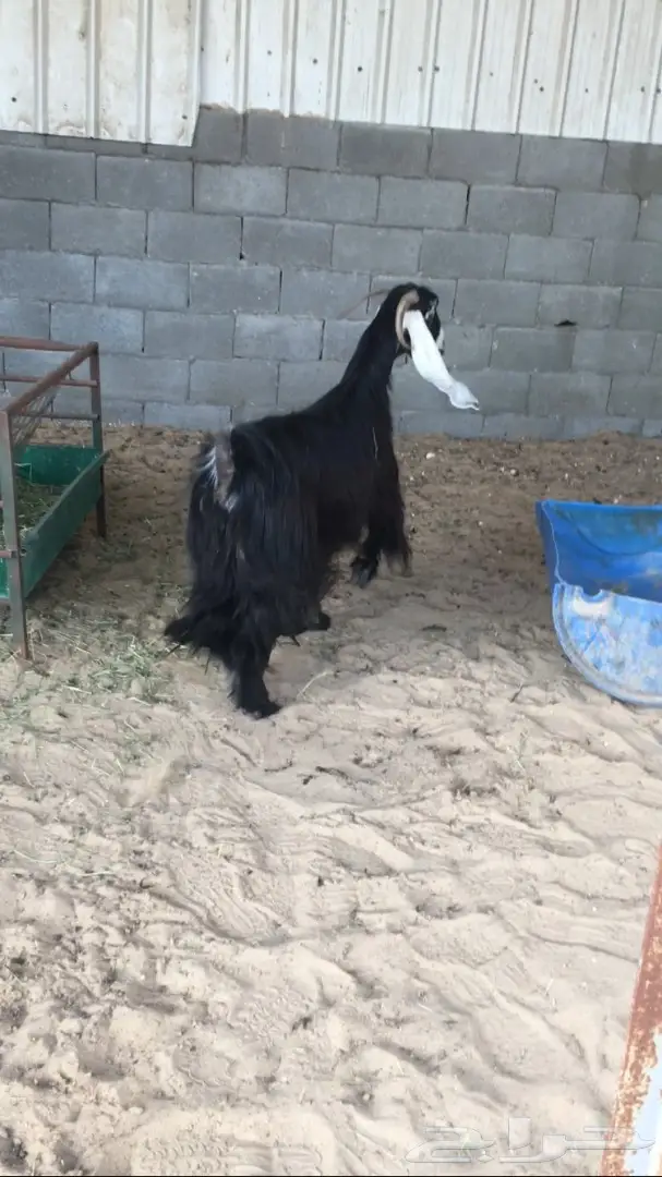 معزا طيبه للبيع (image 9)