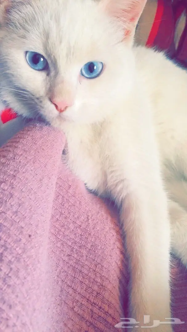 قطة شيرازية