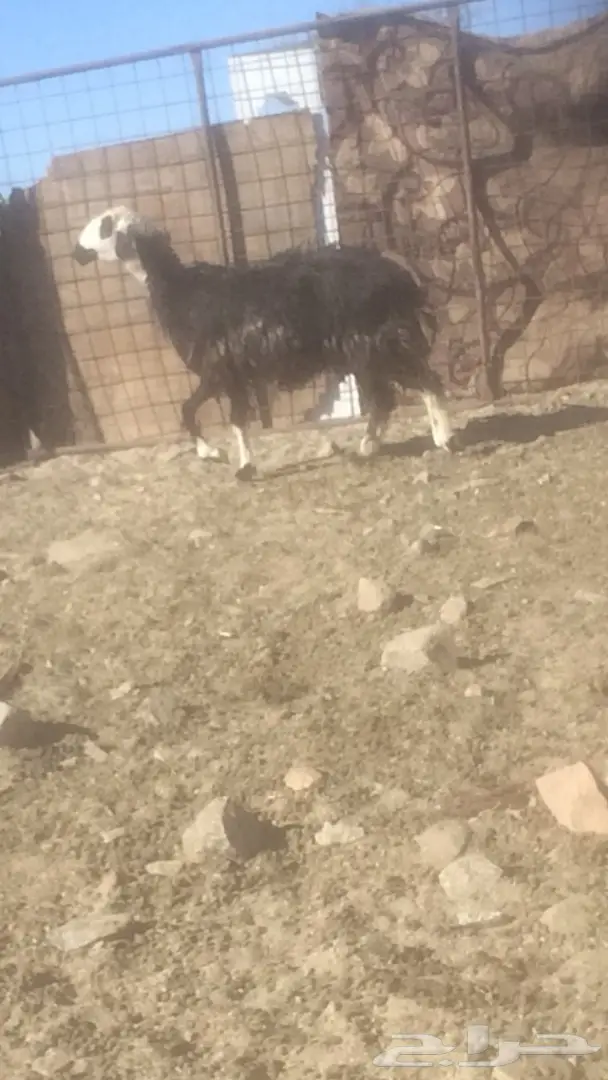 نعاج ولد (image 1)