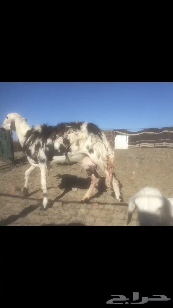 نعاج ولد (image 2)