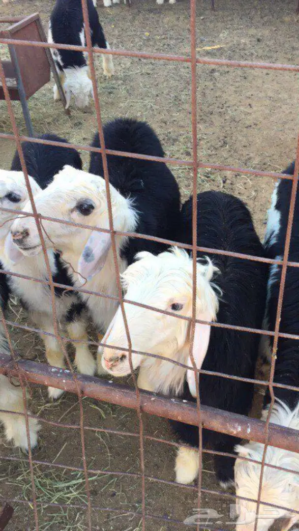 طليان  (image 1)