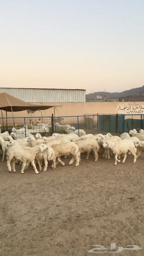 طليان حريه ذبايح مغلقه شحم في شحم  (image 1)