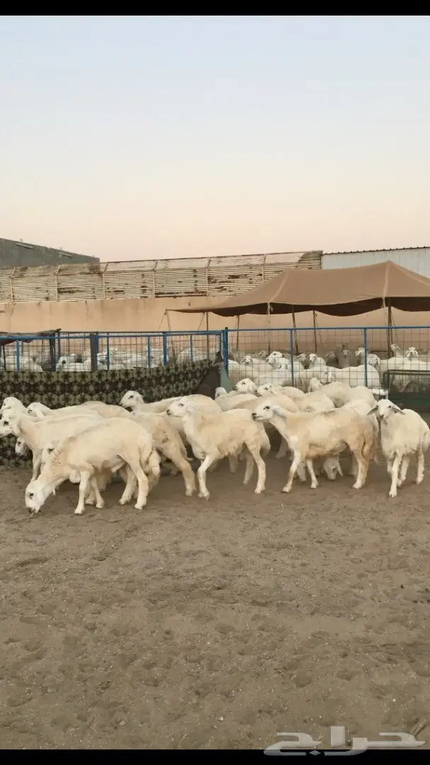 طليان حريه ذبايح مغلقه شحم في شحم  (image 2)