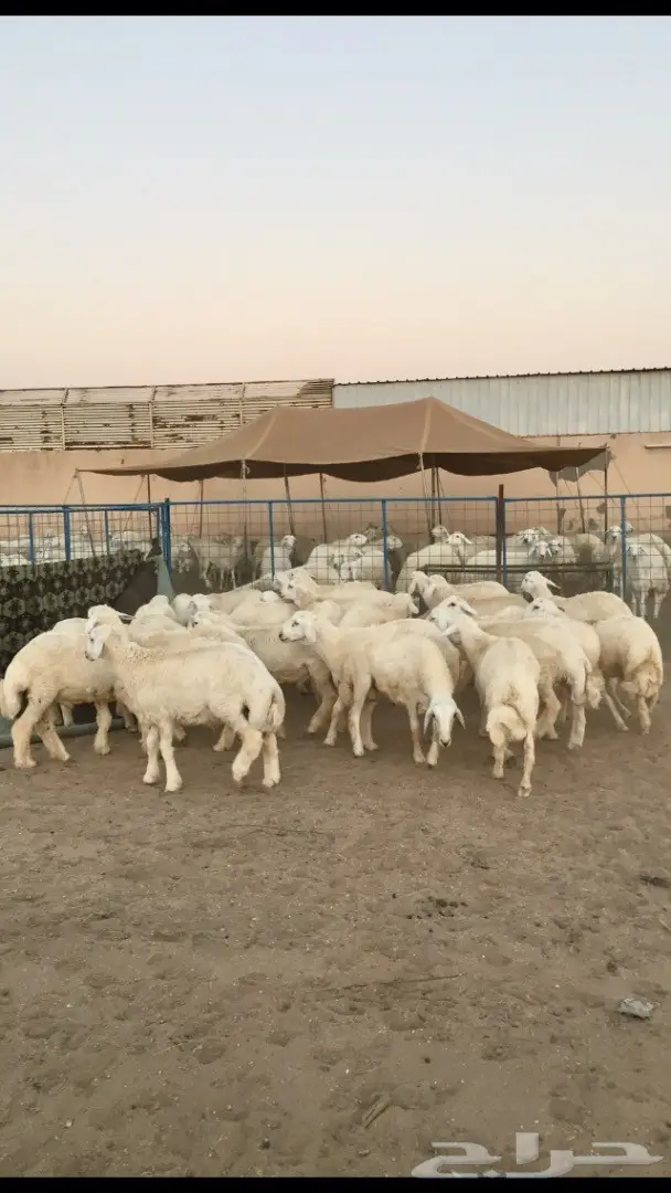 طليان حريه ذبايح مغلقه شحم في شحم  (image 3)