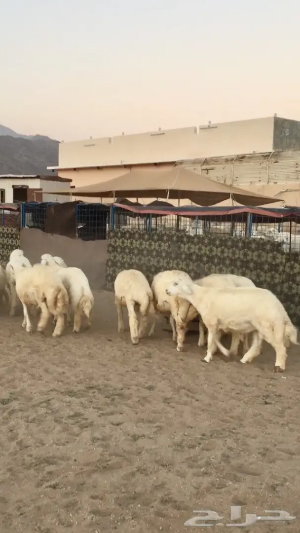 طليان حريه ذبايح مغلقه شحم في شحم  (image 4)