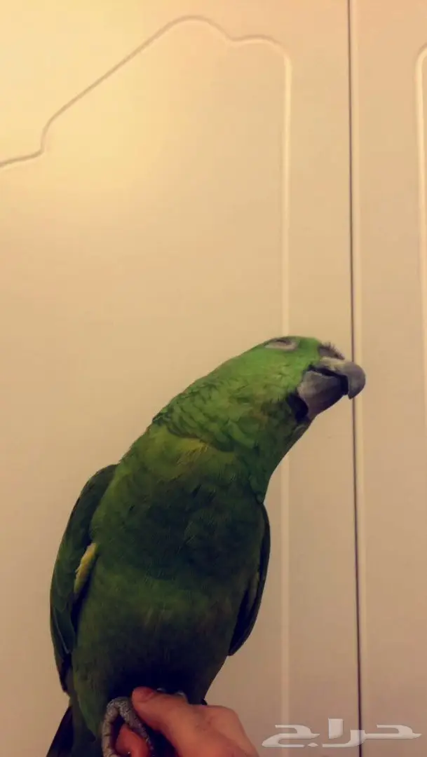 ببغاء يلوناب كبتن كلام 