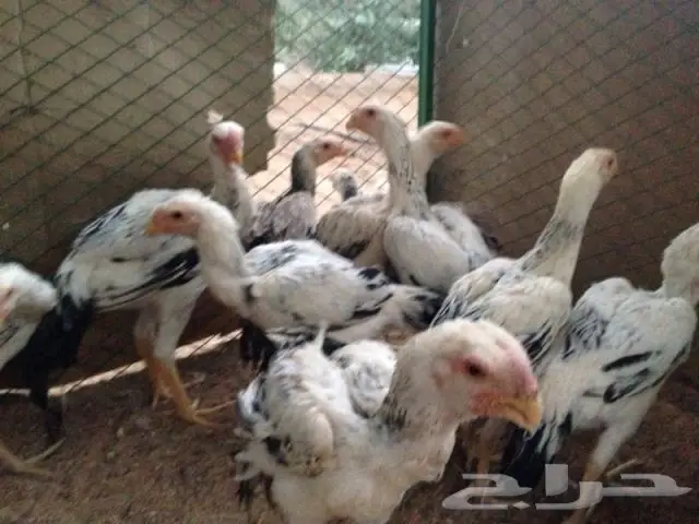 دجاج وفروخ للبيع 1 ريال ثلاث حبات الحححق