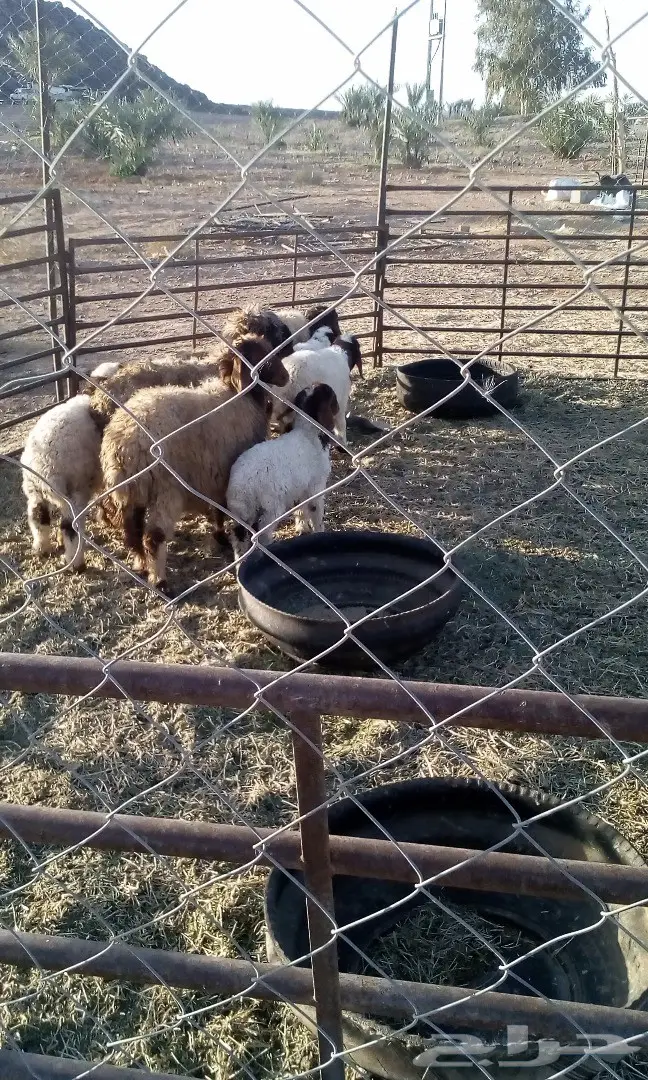 للبيع  (image 1)