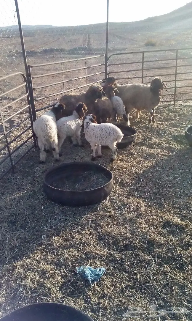 للبيع  (image 2)