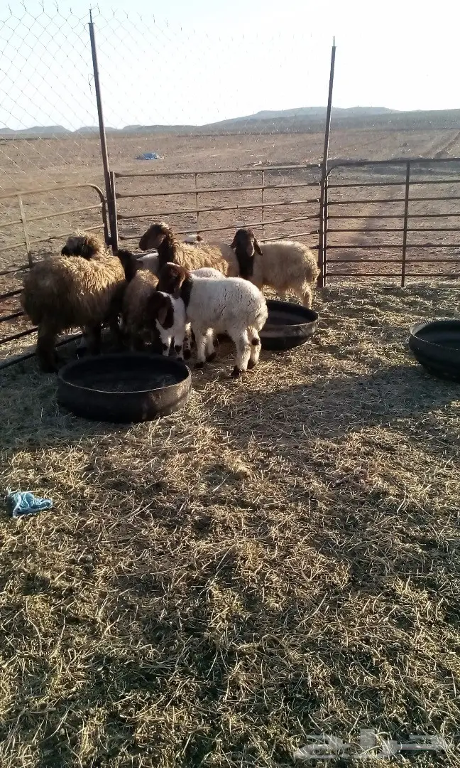 للبيع  (image 3)