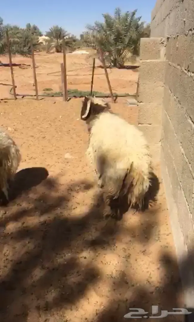 طليان نعيم جذعان (image 4)