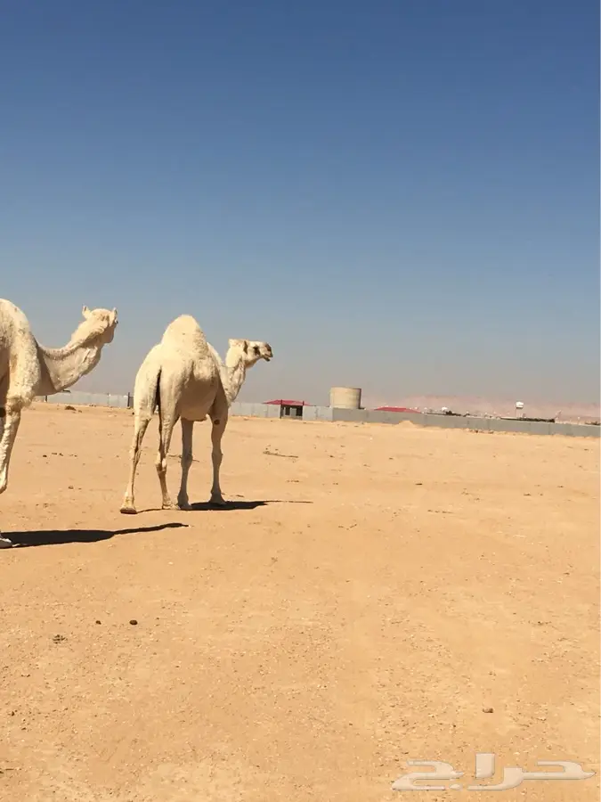 ضرماء 3 نياق. لقحات وخفوت (image 4)