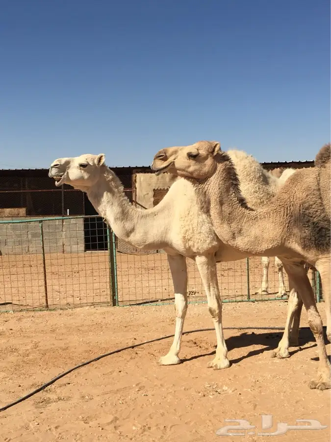 ضرماء 3 نياق. لقحات وخفوت (image 5)