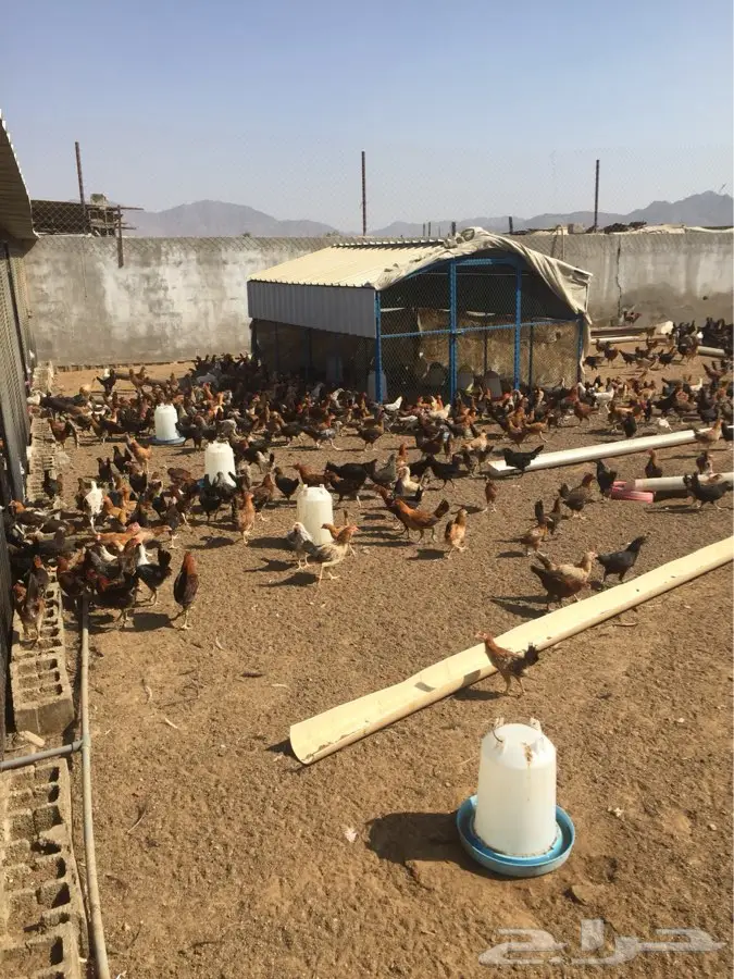 دجاج _ ديوك بلدي (image 1)