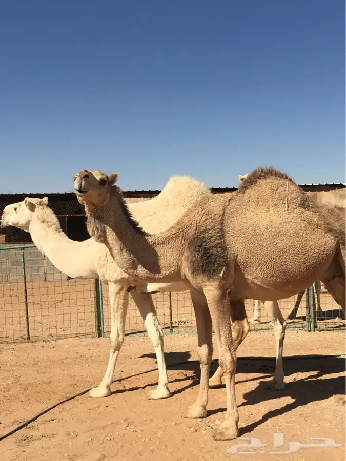 ضرماء 3 نياق. لقحات وخفوت (image 2)