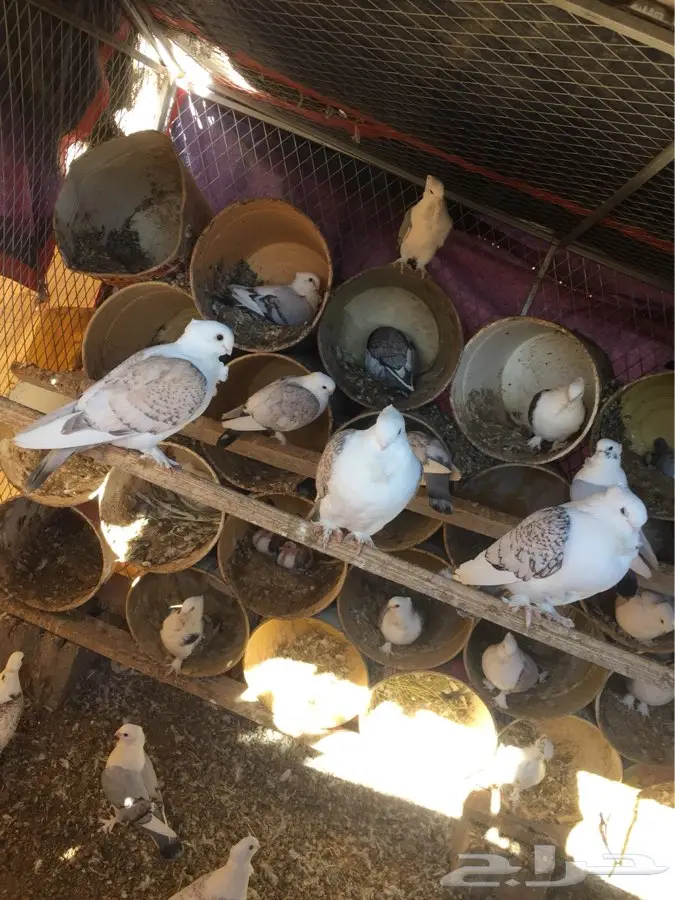  للبيع حمام حب رمان  (image 3)