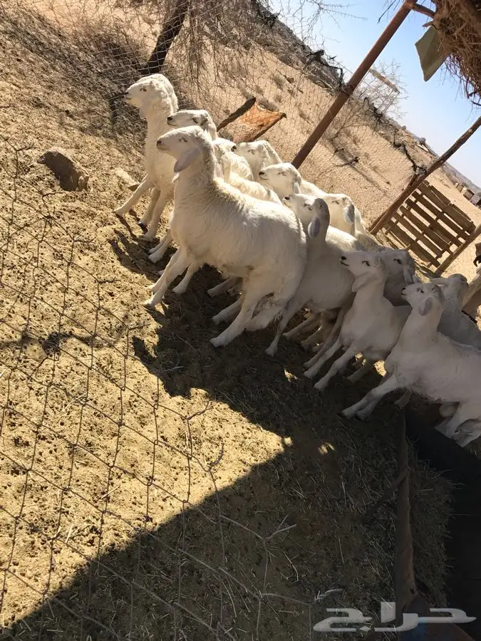 طليان غنم شهران  (image 5)