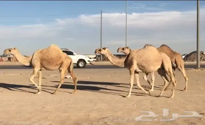 قطط لطيفة للتبني - حفر الباطن (image 2)