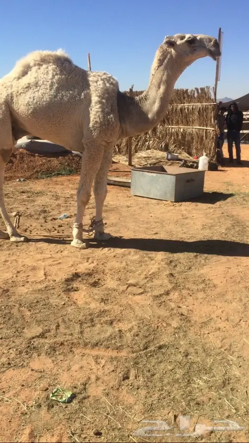 ولد تمام الهرش