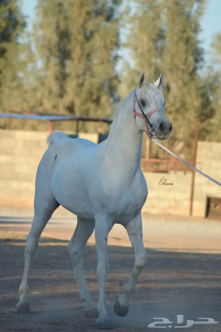 فرس شيخة (image 5)