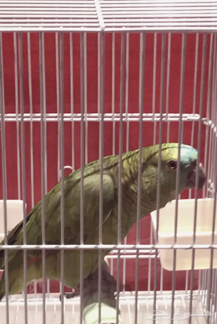 ببغاء بلوفرونتد وليف متكلم للبيع (image 2)