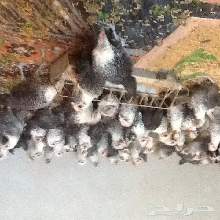 للبيع دجاج فيومي عمر شهر ونصف 