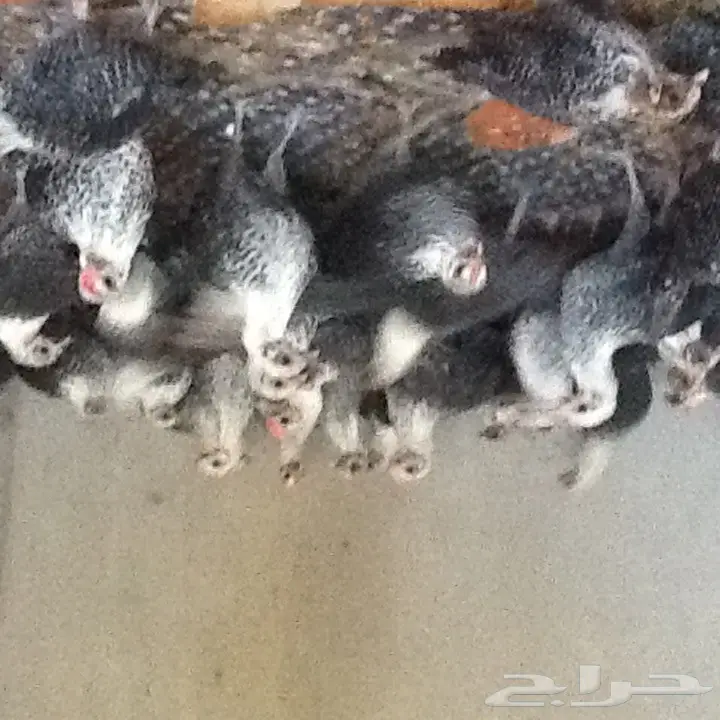 للبيع دجاج فيومي عمر شهر ونصف  (image 1)