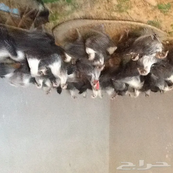 للبيع دجاج فيومي عمر شهر ونصف  (image 2)