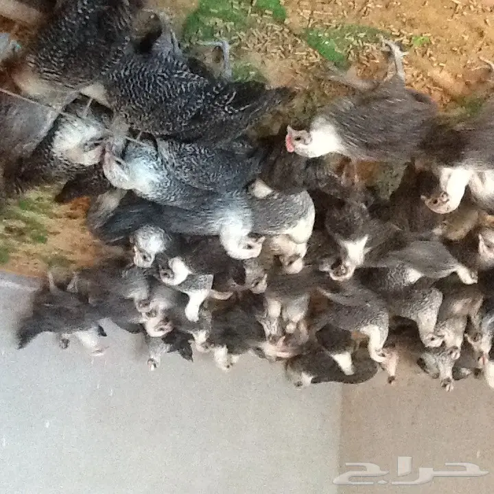 للبيع دجاج فيومي عمر شهر ونصف  (image 3)