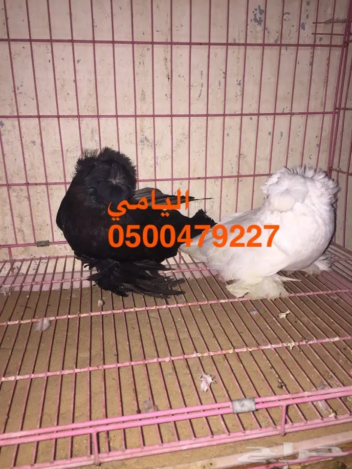 زوج بخاره انتاجه بولهد  (image 1)