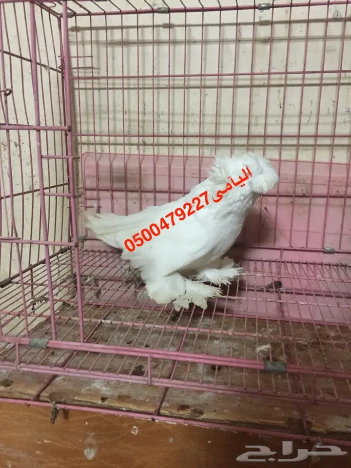 زوج بخاره انتاجه بولهد  (image 3)