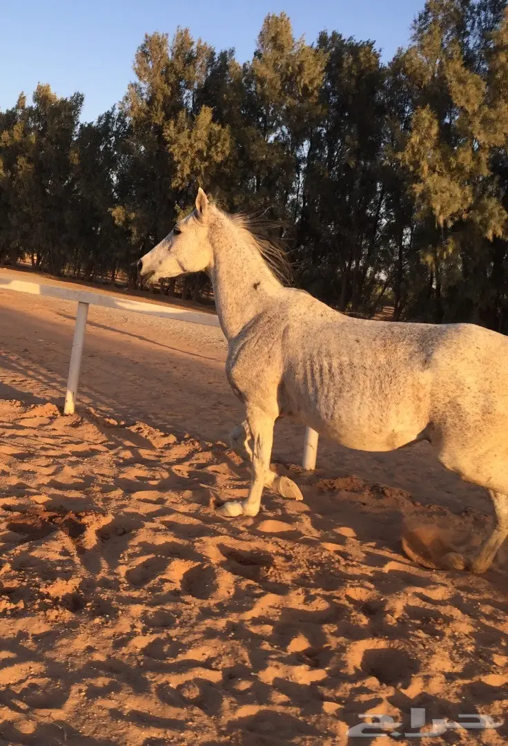 فرس شيخة (image 1)