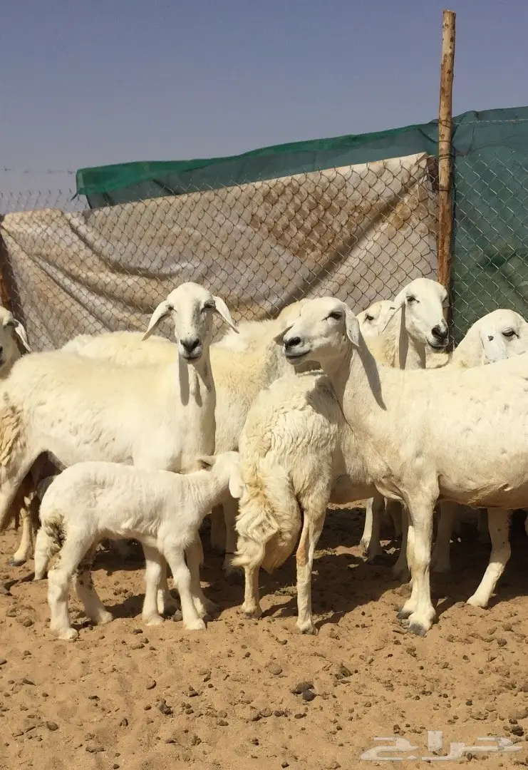 غنم حريه زينه11تحتها7 (image 5)