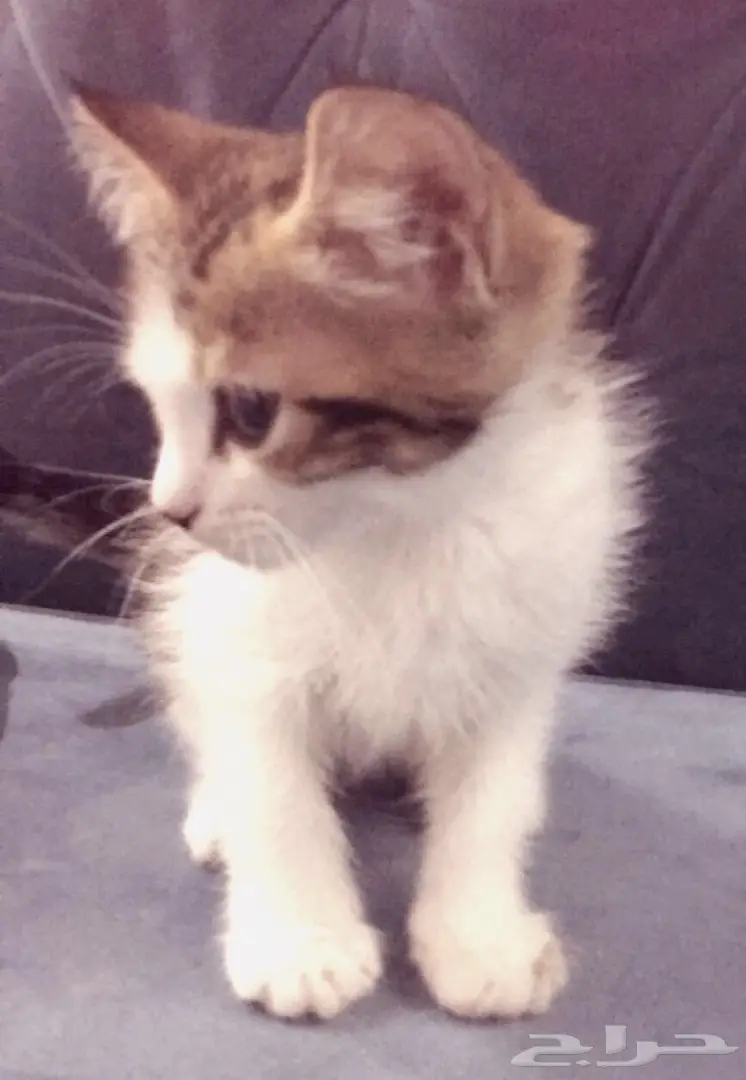 قطط شيرازي عدد 4  (image 5)